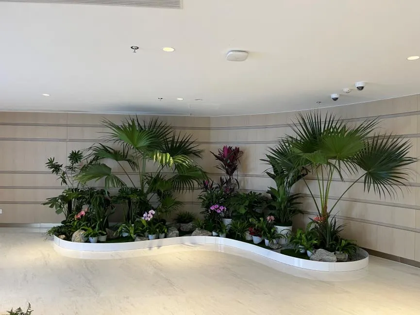 寻宁波专业植物租摆，装点您的美妙空间